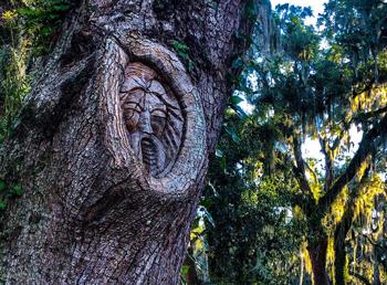Tree branch knot