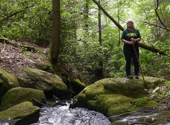 Hiker next to a stream in a heavily wooded forest