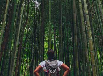 Male hiker gazing upwards at a large grove a sky scraping trees