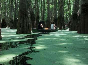 A canoe moving through a tree swamp.