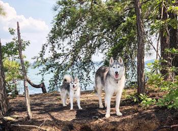 Two dogs on a tree covered trail