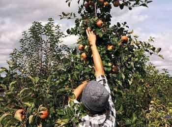 A young child reaching up a peach tree to pick a peach.