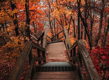 A wooden plank path surrounded by a brilliantly red forest