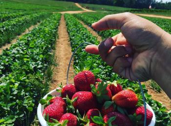 picking strawberries