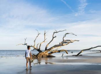 Driftwood Beach on Jekyll Island