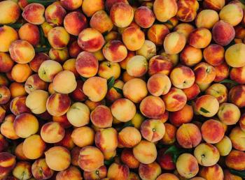 Peaches at Pearson Farm in Fort Valley, Georgia