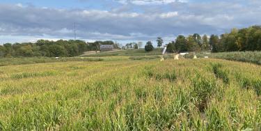 cornfield in ohio